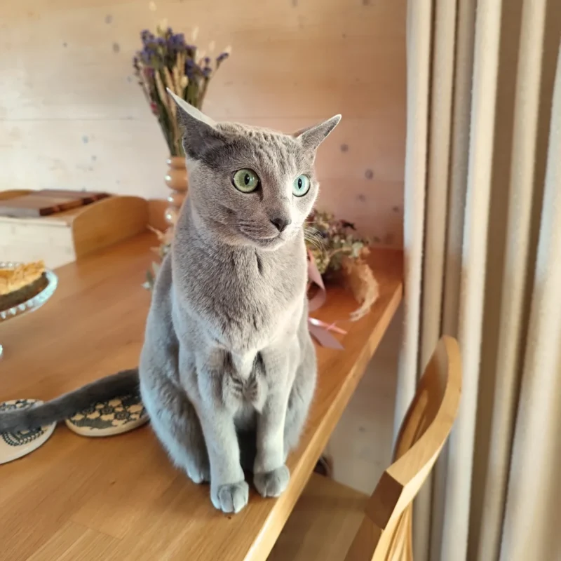 producent-domow-drewnianych-calorocznych